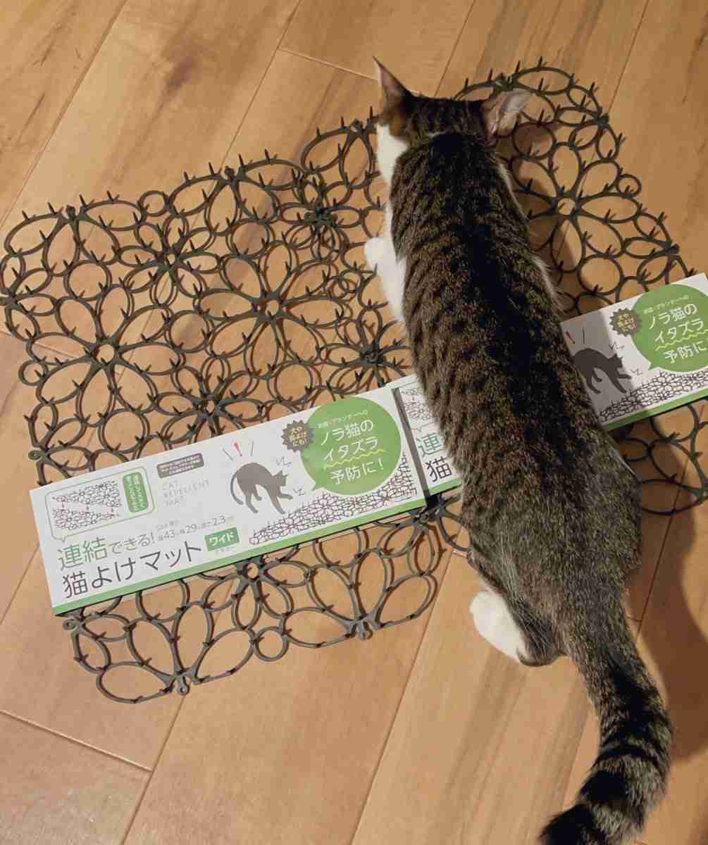 がるちゃん猫カフェ92号店開店しました♫(初めての方も大歓迎♫)