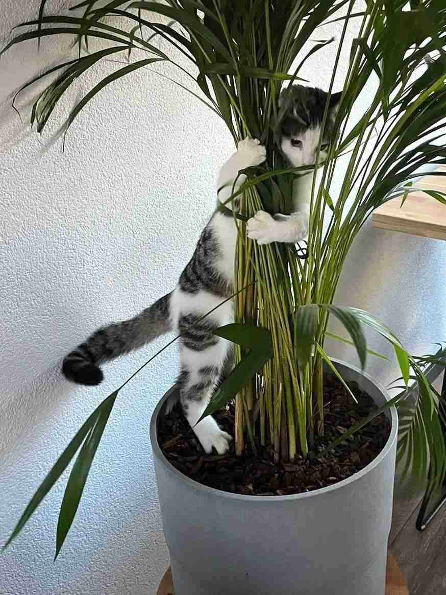 がるちゃん猫カフェ92号店開店しました♫(初めての方も大歓迎♫)