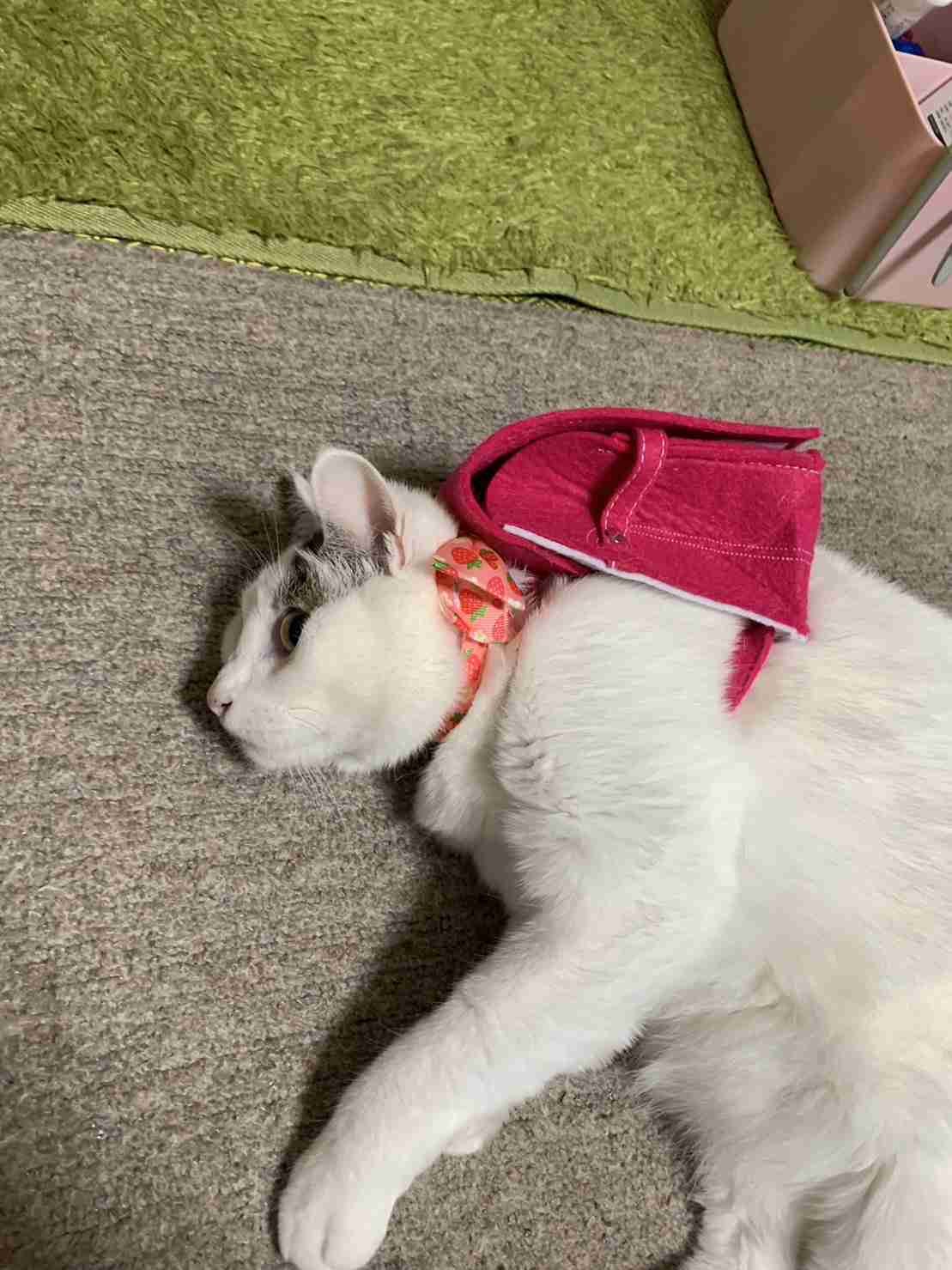 がるちゃん猫カフェ92号店開店しました♫(初めての方も大歓迎♫）