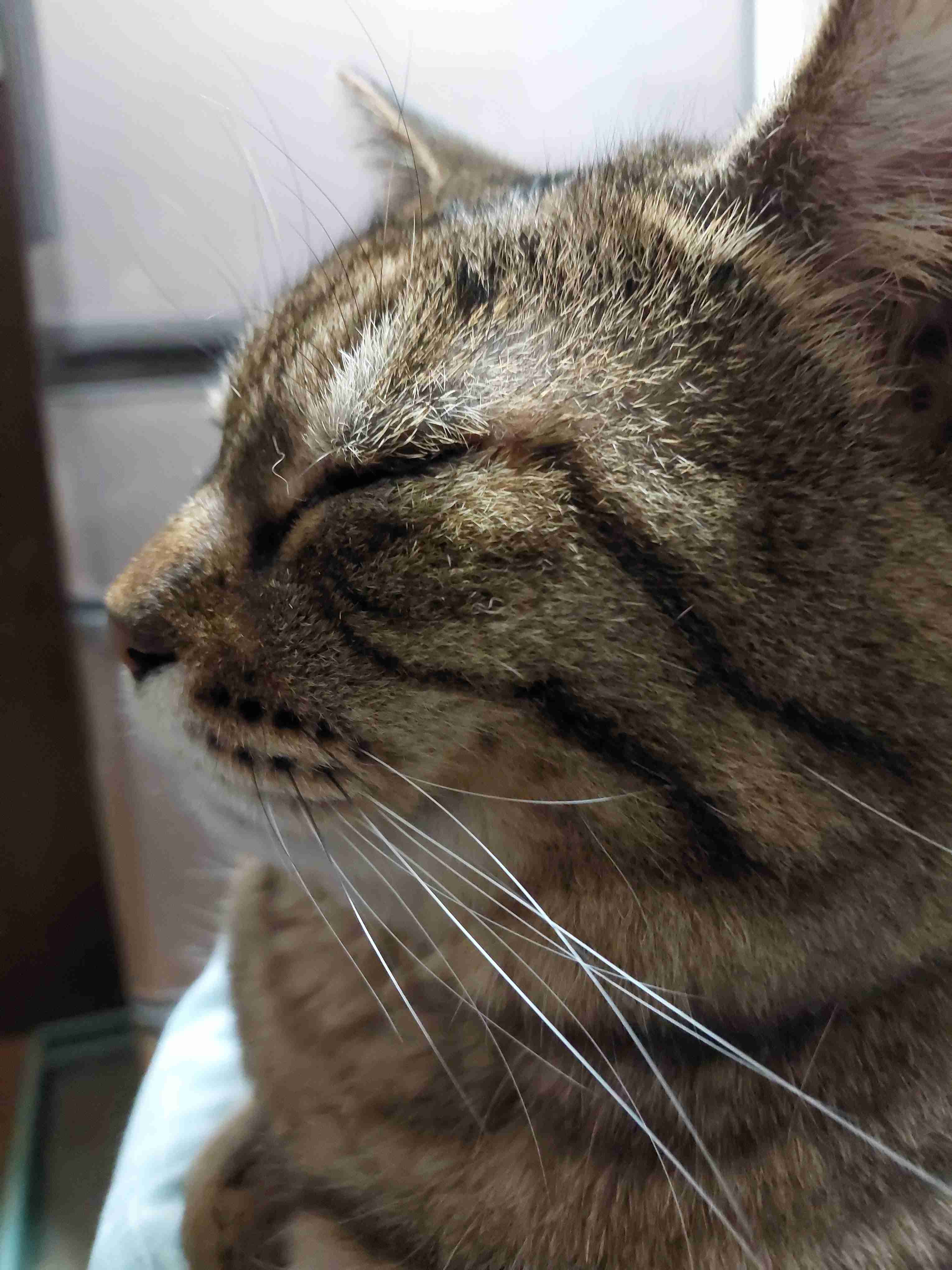 がるちゃん猫カフェ92号店開店しました♫(初めての方も大歓迎♫)