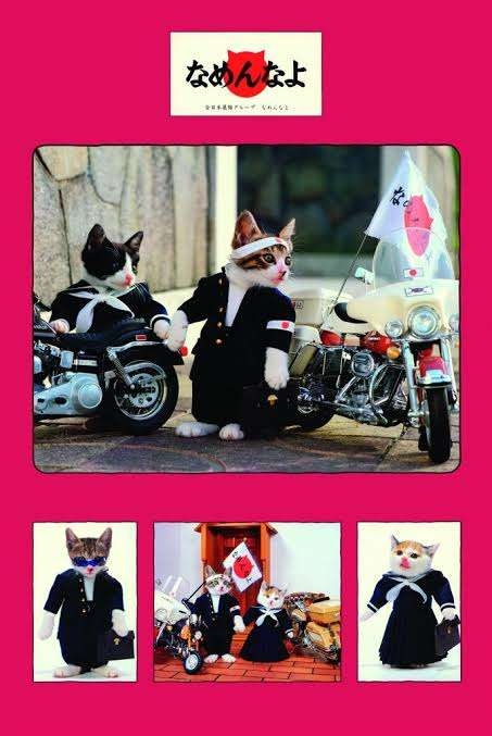 がるちゃん猫カフェ92号店開店しました♫(初めての方も大歓迎♫）