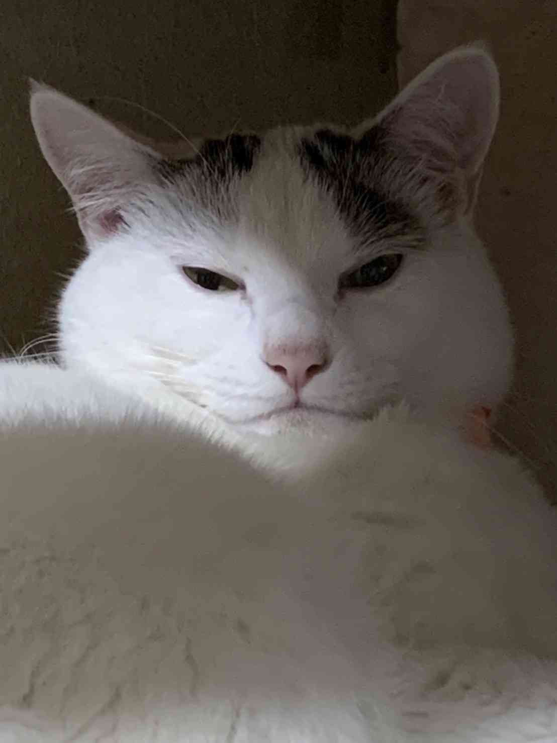 がるちゃん猫カフェ92号店開店しました♫(初めての方も大歓迎♫)