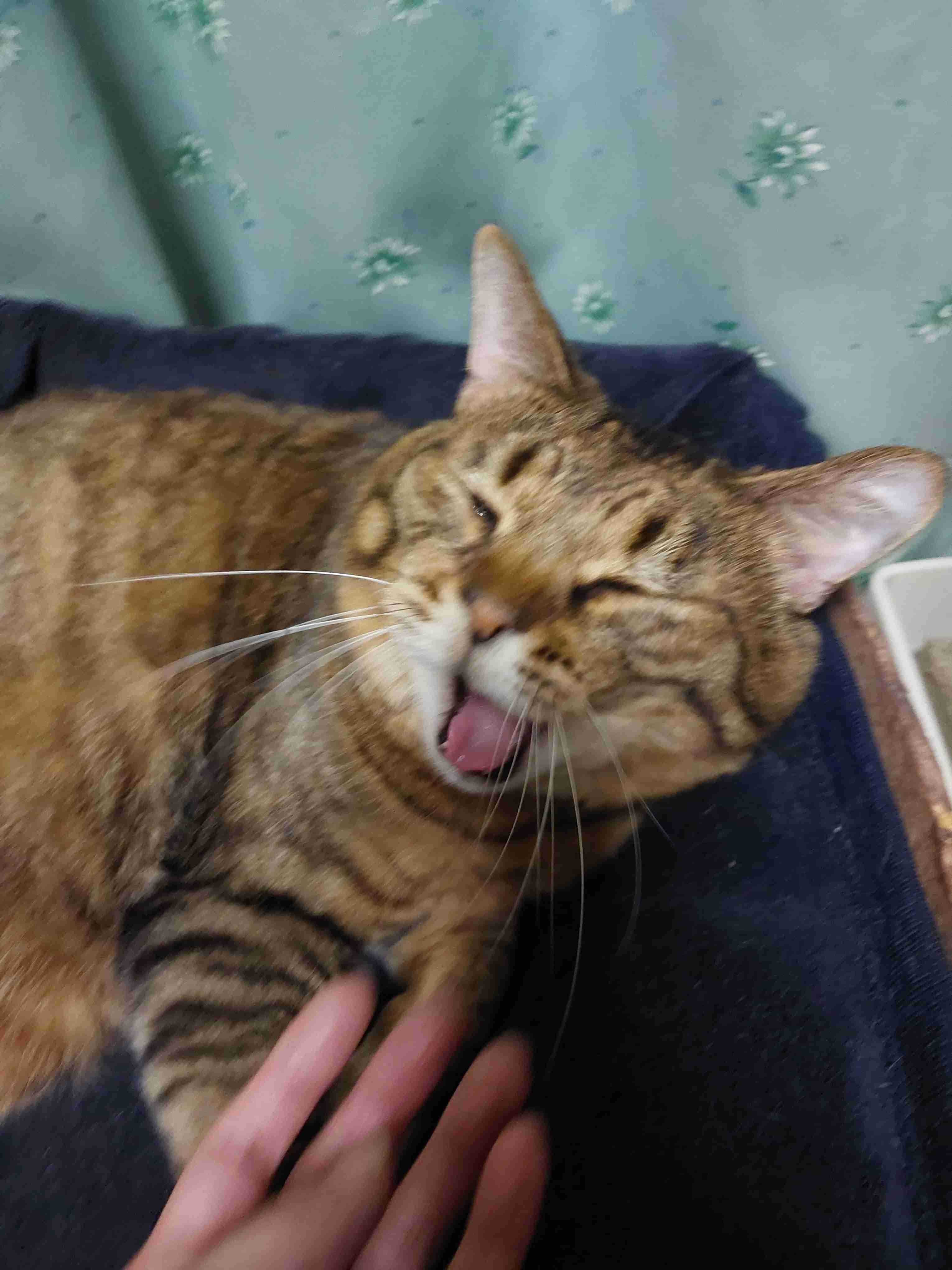 がるちゃん猫カフェ92号店開店しました♫(初めての方も大歓迎♫）