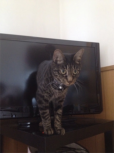 がるちゃん猫カフェ92号店開店しました♫(初めての方も大歓迎♫）