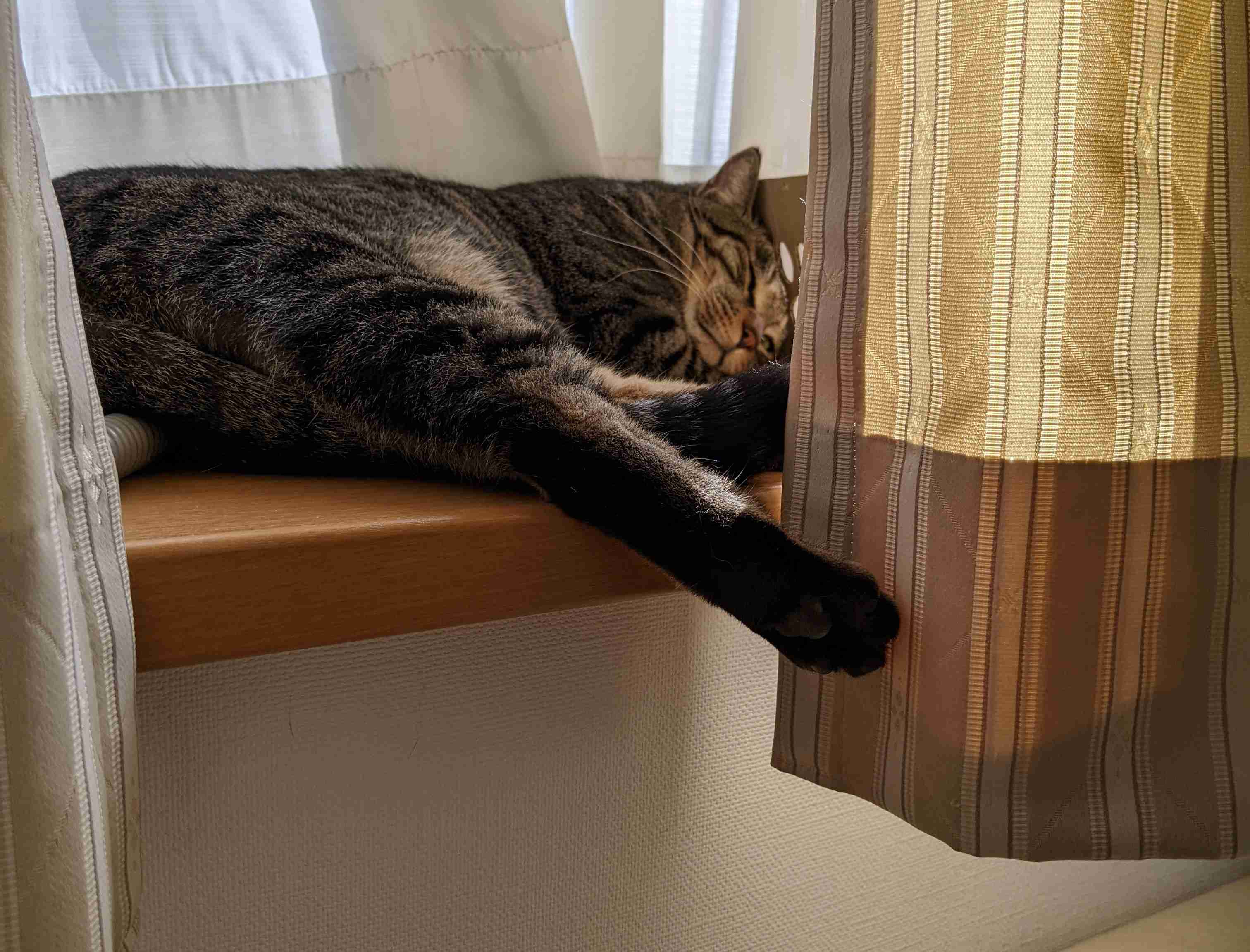 がるちゃん猫カフェ92号店開店しました♫(初めての方も大歓迎♫）