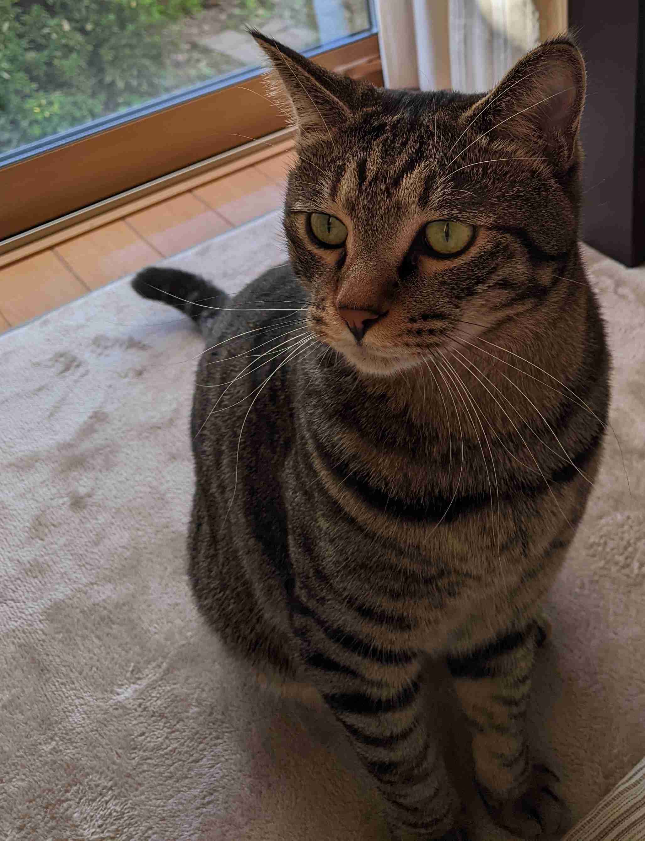 がるちゃん猫カフェ92号店開店しました♫(初めての方も大歓迎♫）