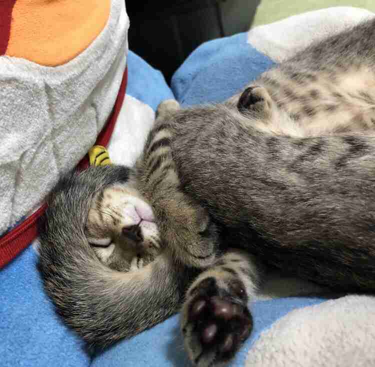 がるちゃん猫カフェ92号店開店しました♫(初めての方も大歓迎♫)