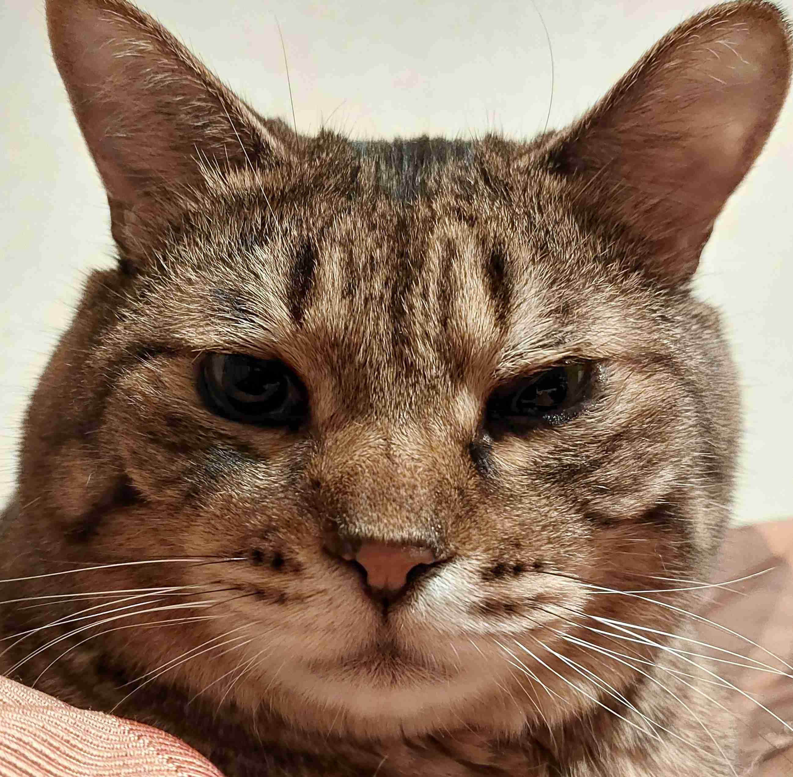 がるちゃん猫カフェ92号店開店しました♫(初めての方も大歓迎♫)