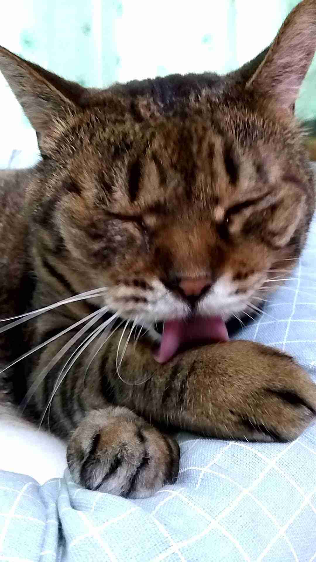 がるちゃん猫カフェ92号店開店しました♫(初めての方も大歓迎♫)