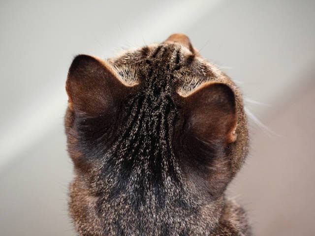 がるちゃん猫カフェ92号店開店しました♫(初めての方も大歓迎♫)