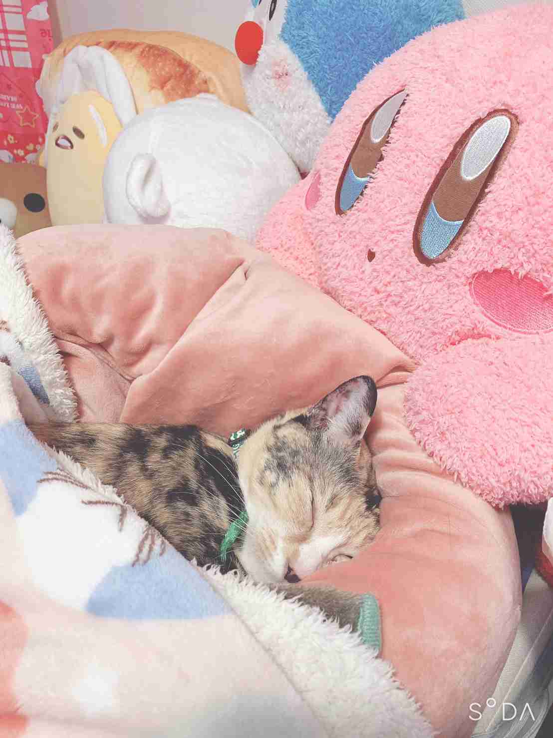 がるちゃん猫カフェ92号店開店しました♫(初めての方も大歓迎♫)