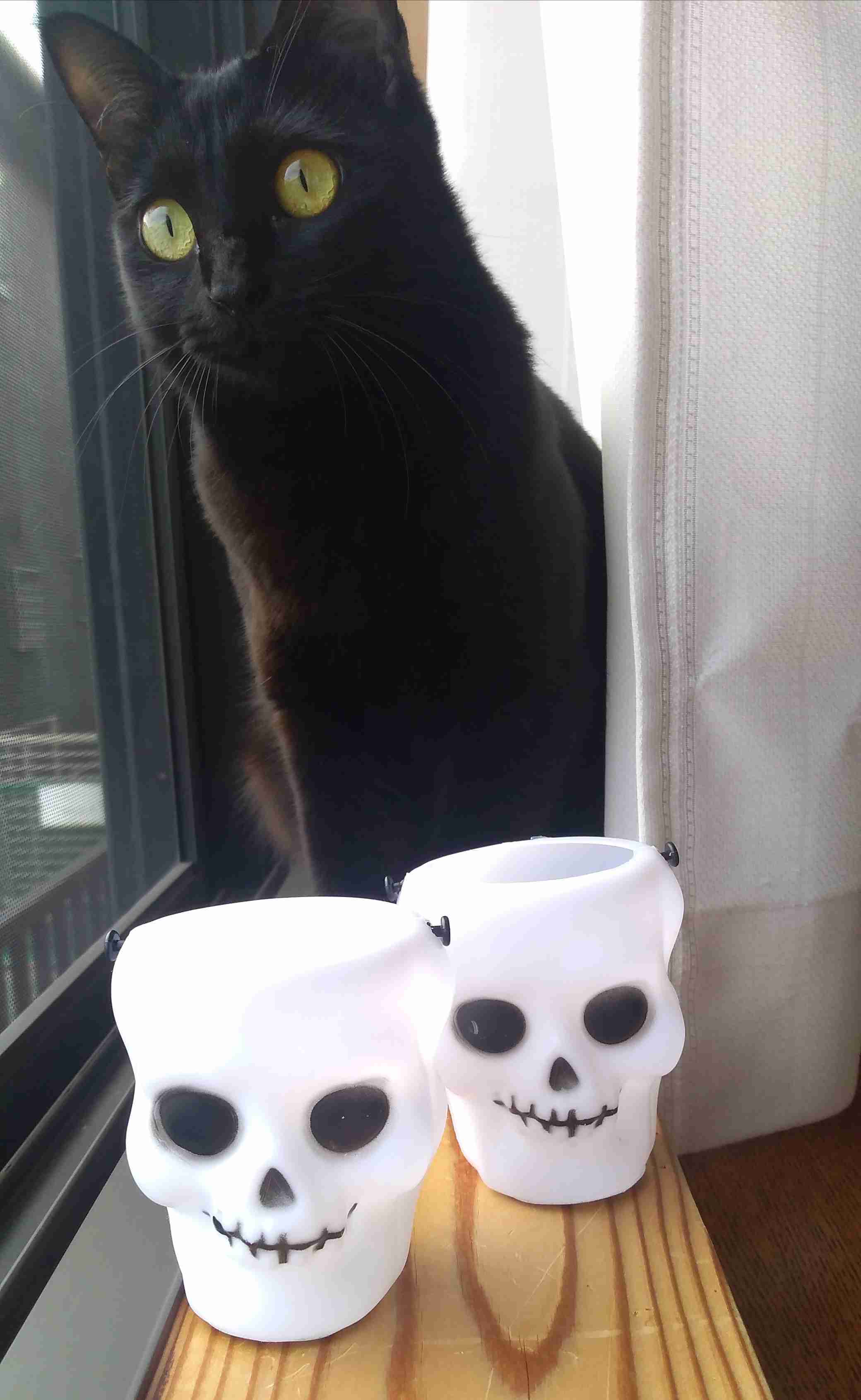 がるちゃん猫カフェ92号店開店しました♫(初めての方も大歓迎♫）