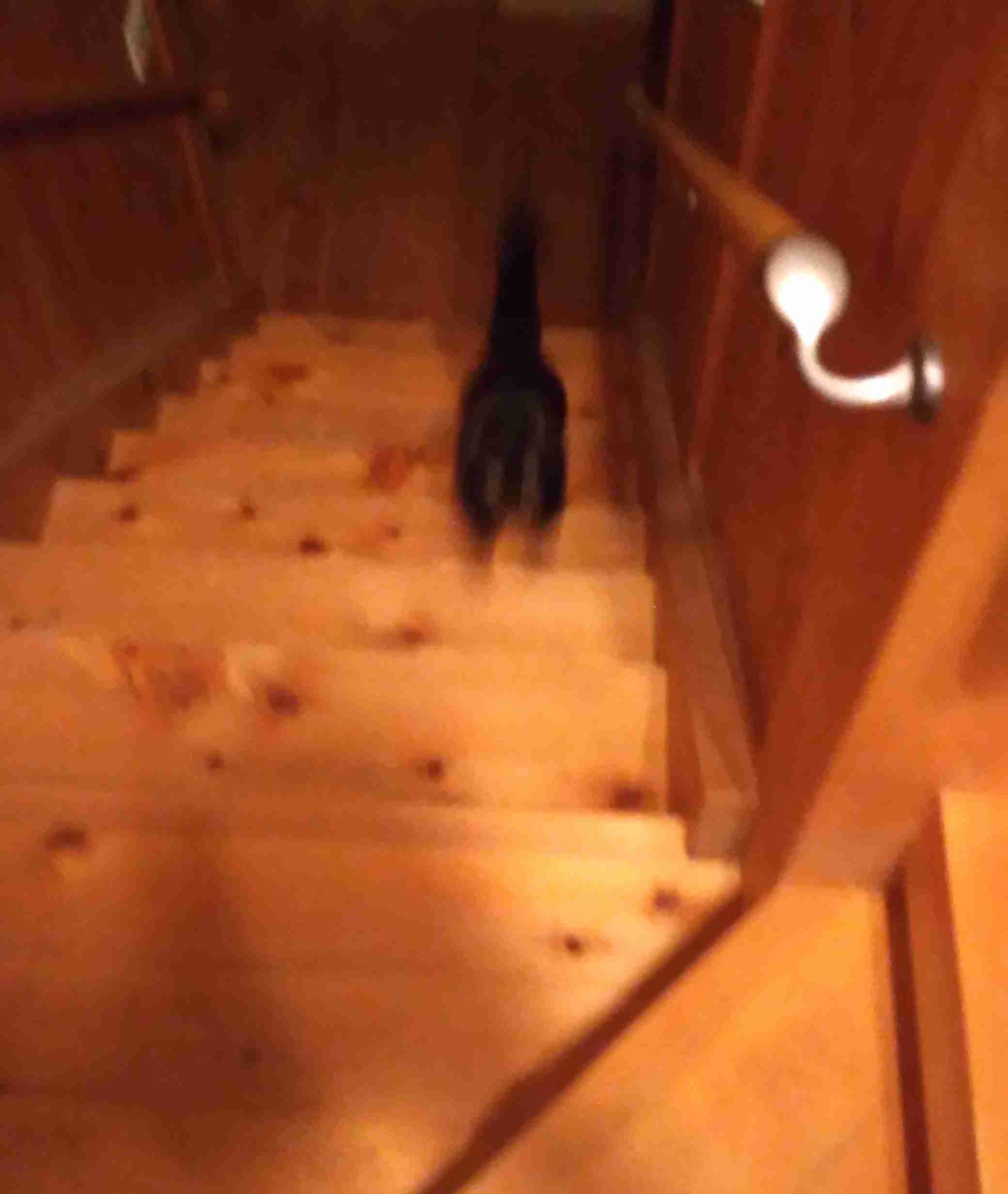 がるちゃん猫カフェ92号店開店しました♫(初めての方も大歓迎♫)