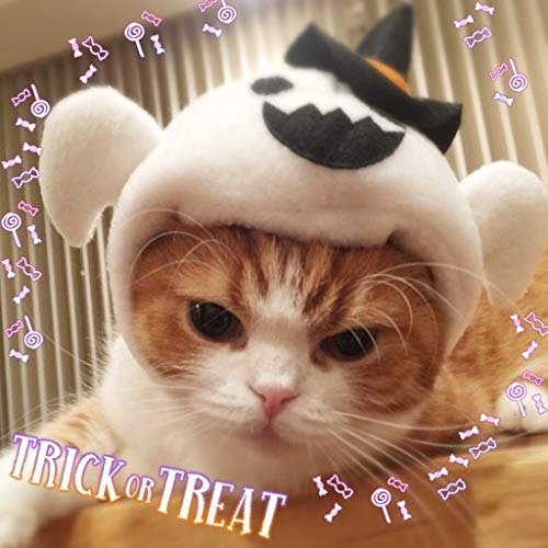 がるちゃん猫カフェ92号店開店しました♫(初めての方も大歓迎♫）