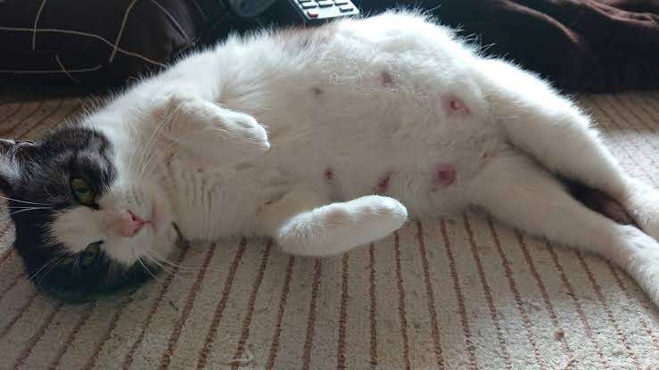 がるちゃん猫カフェ92号店開店しました♫(初めての方も大歓迎♫)