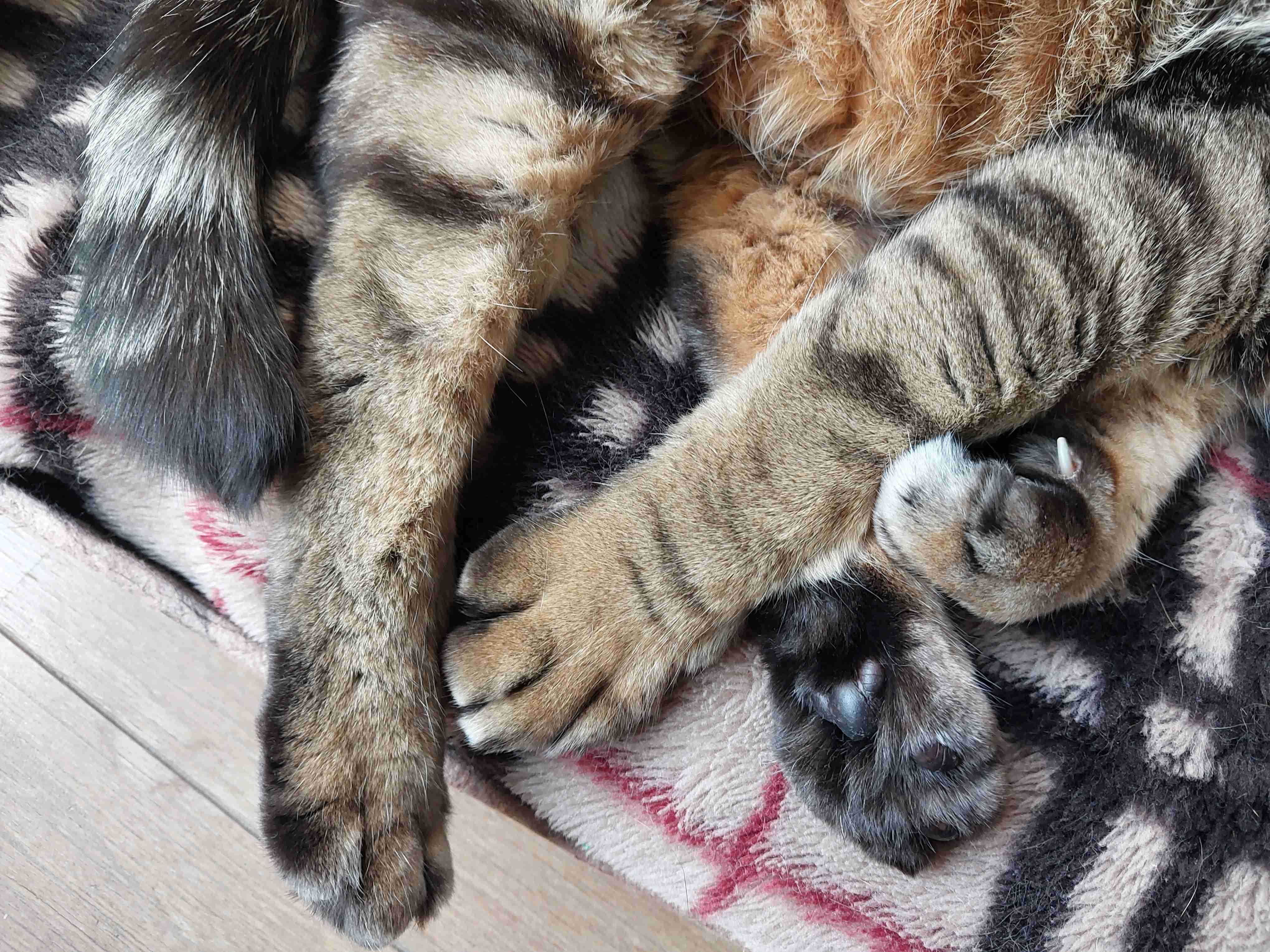 がるちゃん猫カフェ92号店開店しました♫(初めての方も大歓迎♫)