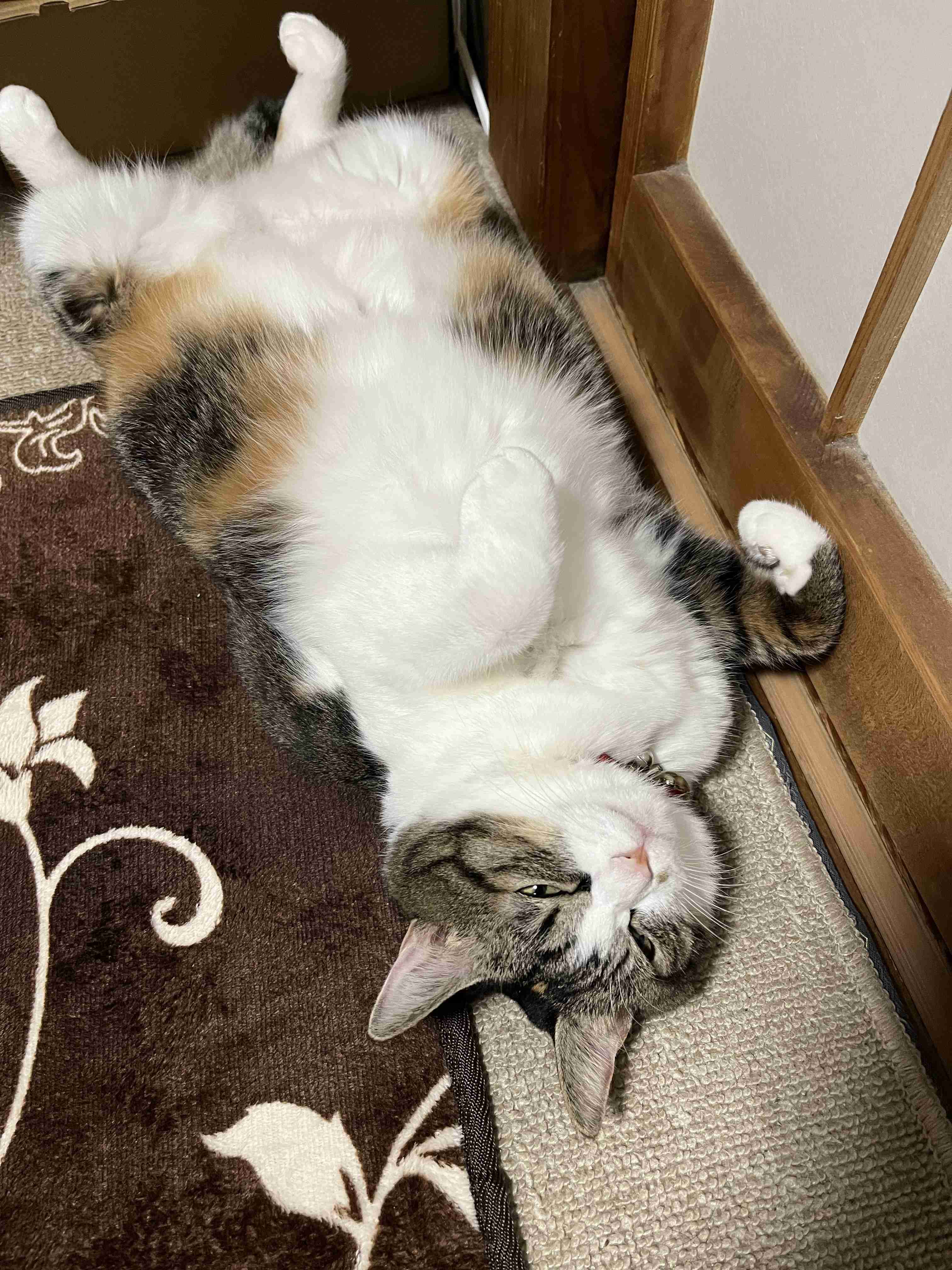 がるちゃん猫カフェ92号店開店しました♫(初めての方も大歓迎♫)