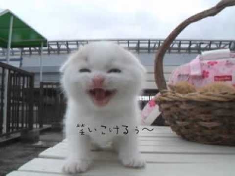 がるちゃん猫カフェ92号店開店しました♫(初めての方も大歓迎♫）