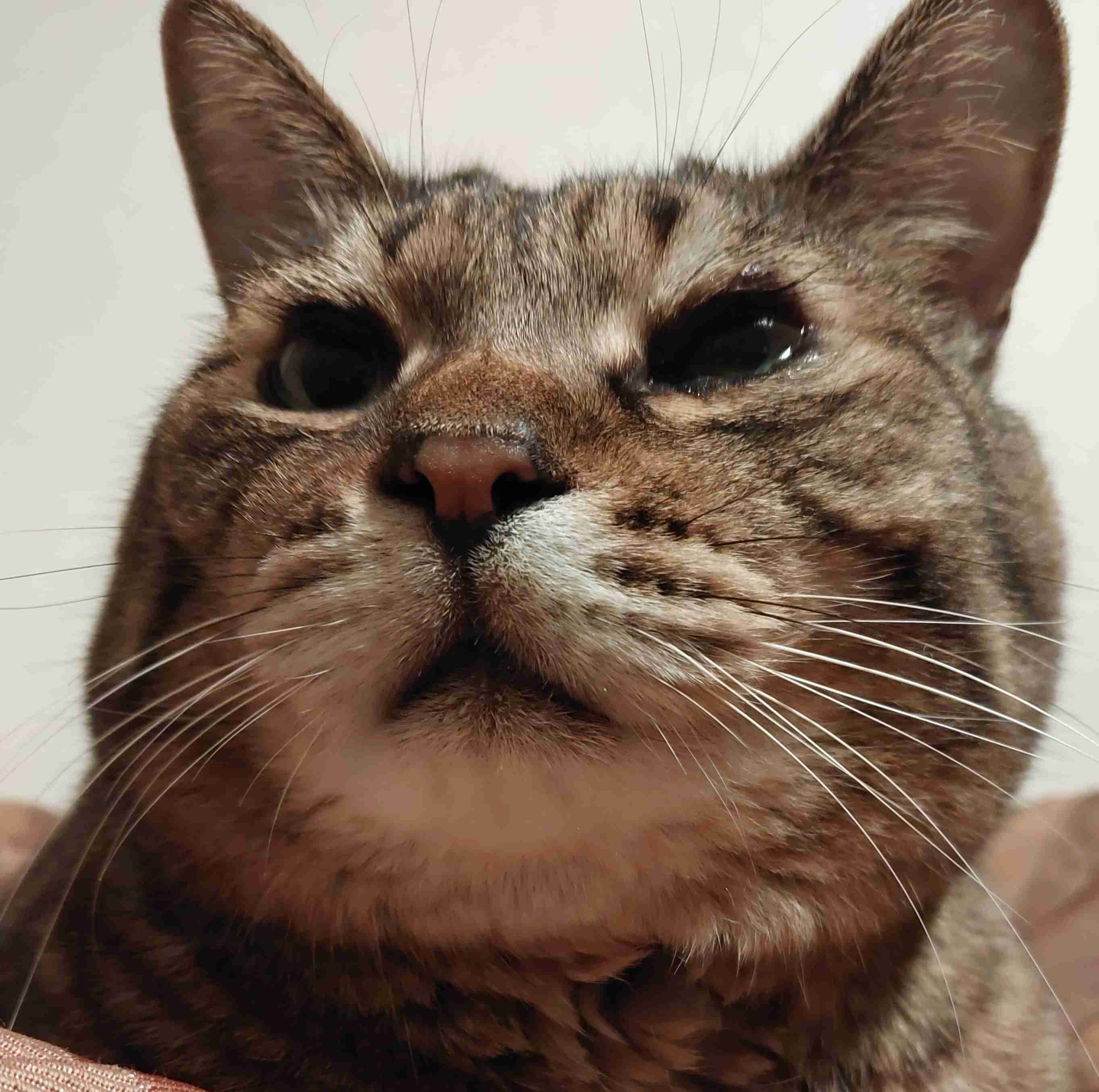 がるちゃん猫カフェ92号店開店しました♫(初めての方も大歓迎♫)