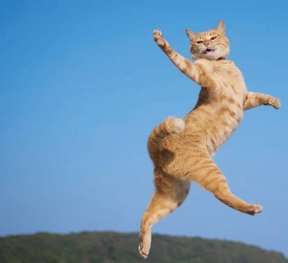 がるちゃん猫カフェ92号店開店しました♫(初めての方も大歓迎♫)