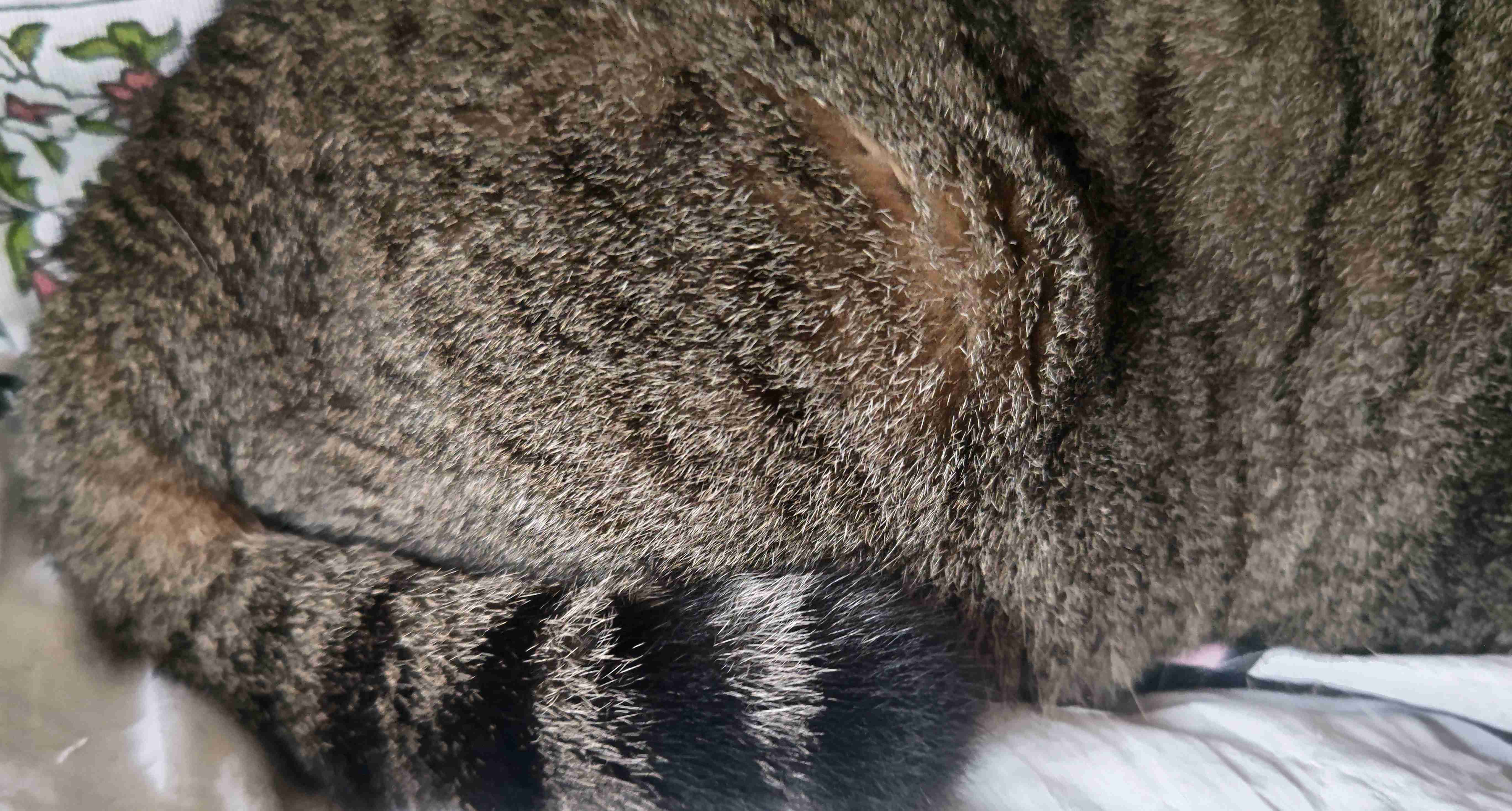 がるちゃん猫カフェ92号店開店しました♫(初めての方も大歓迎♫）