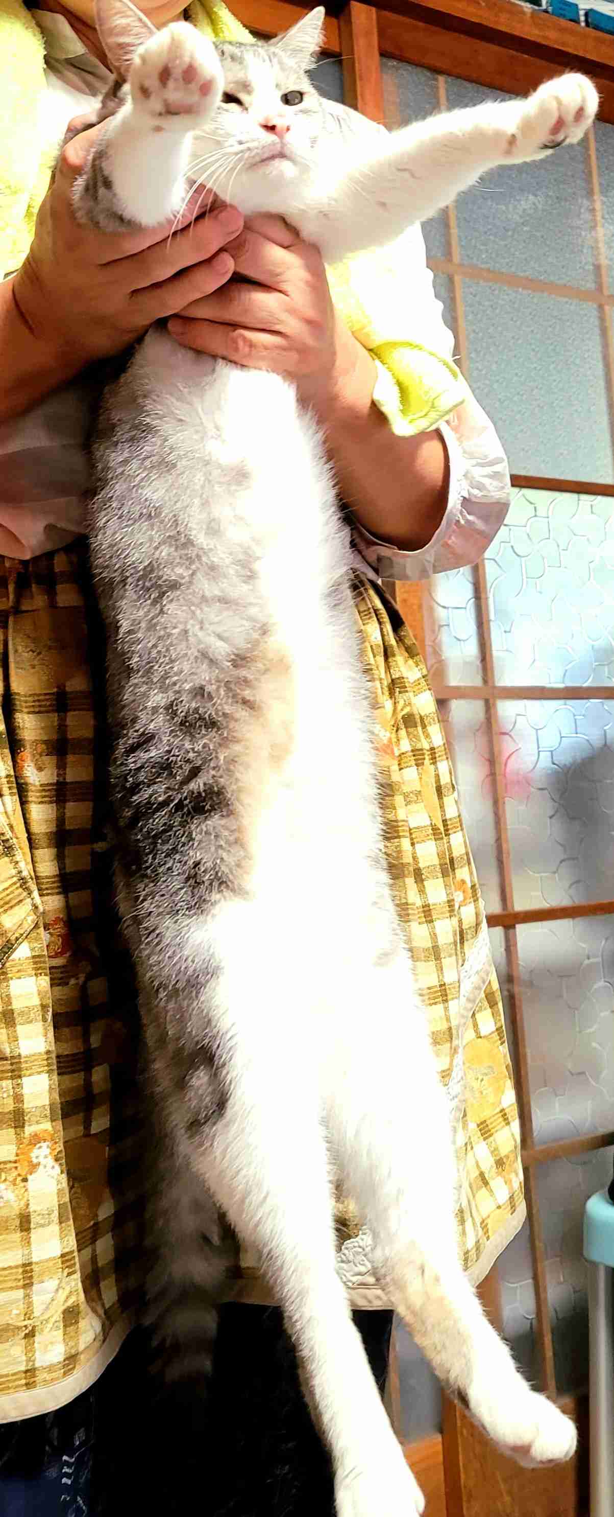 がるちゃん猫カフェ92号店開店しました♫(初めての方も大歓迎♫)