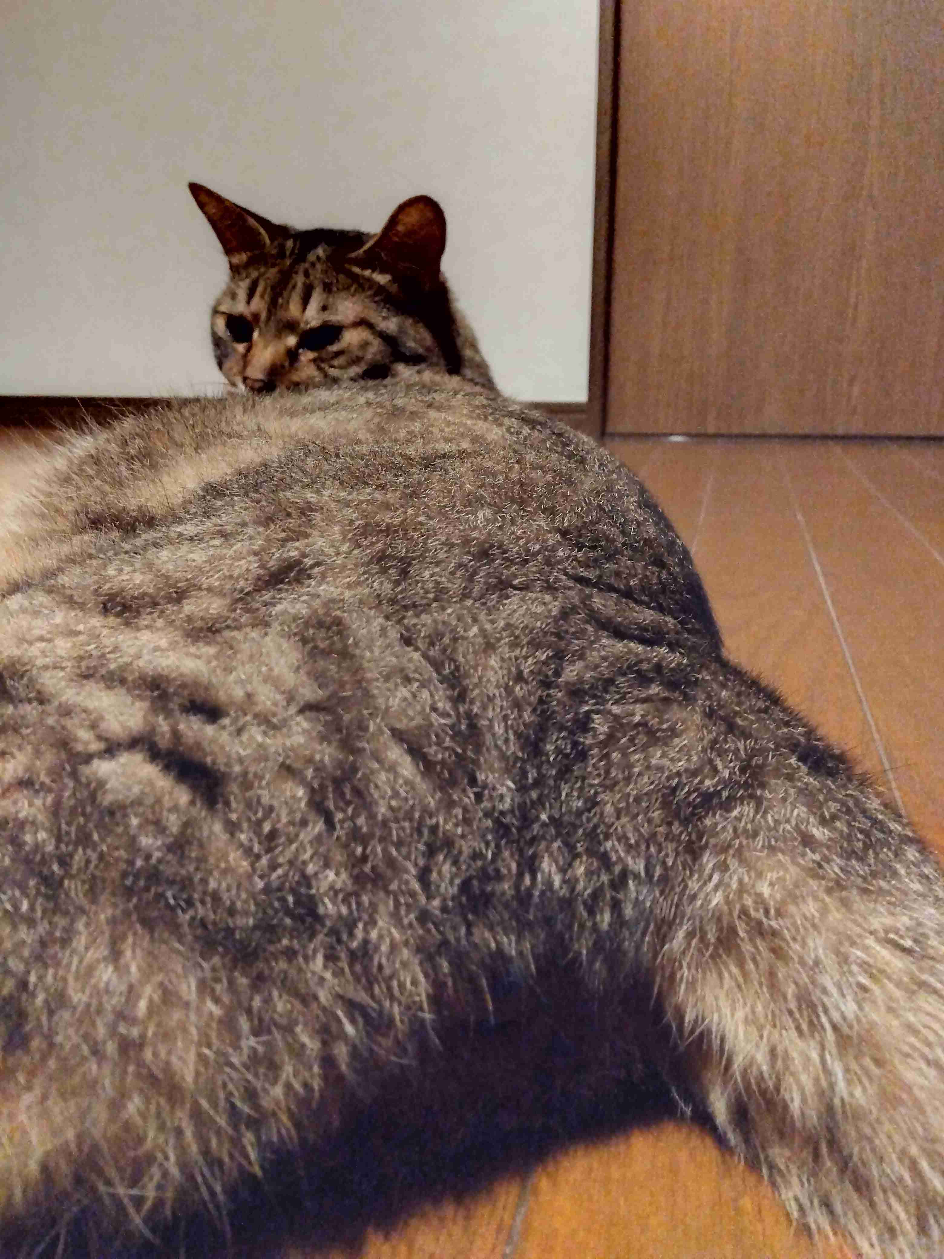 がるちゃん猫カフェ92号店開店しました♫(初めての方も大歓迎♫)