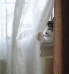 がるちゃん猫カフェ92号店開店しました♫(初めての方も大歓迎♫）