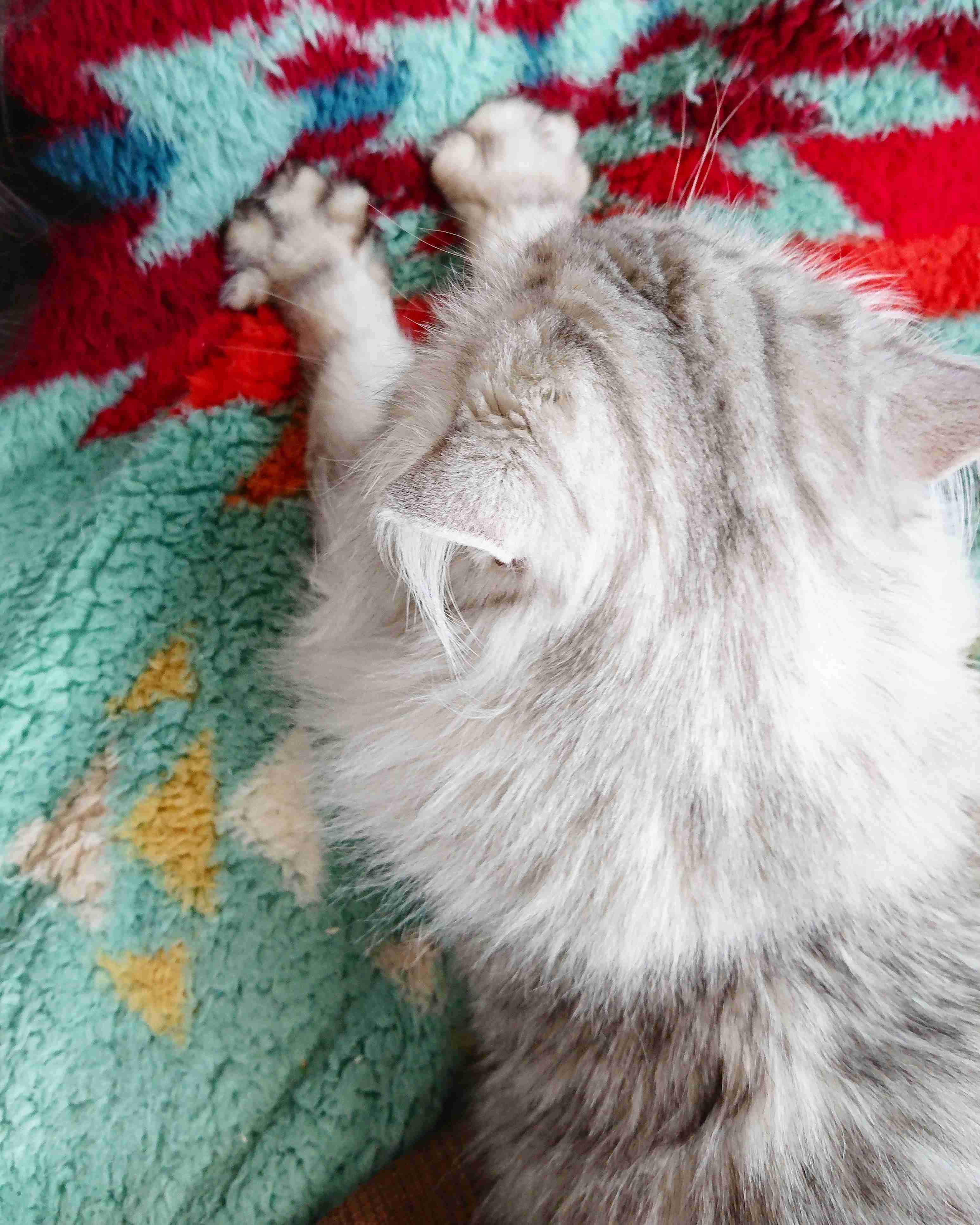 がるちゃん猫カフェ92号店開店しました♫(初めての方も大歓迎♫)