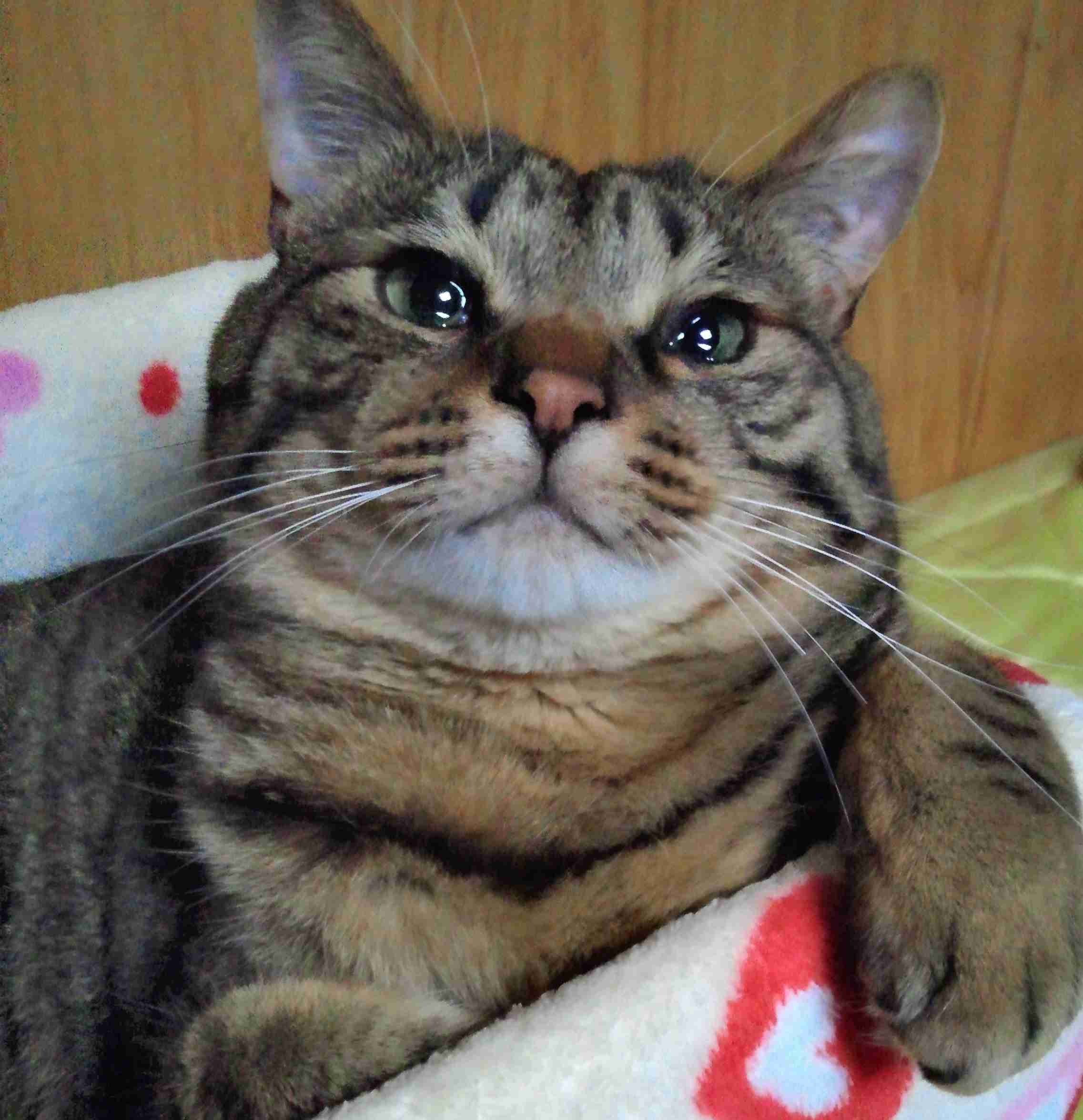 がるちゃん猫カフェ92号店開店しました♫(初めての方も大歓迎♫)