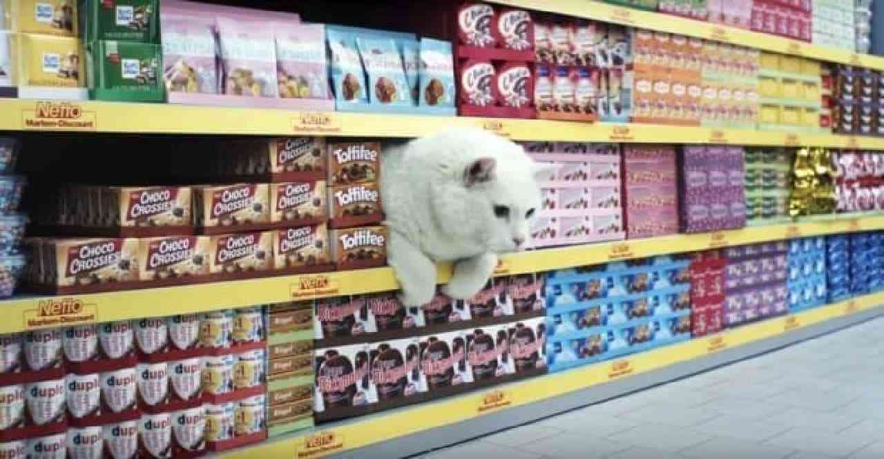 がるちゃん猫カフェ92号店開店しました♫(初めての方も大歓迎♫)