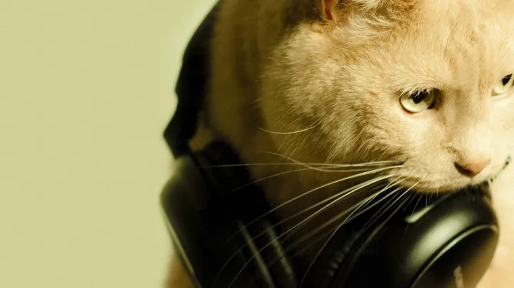 がるちゃん猫カフェ92号店開店しました♫(初めての方も大歓迎♫)