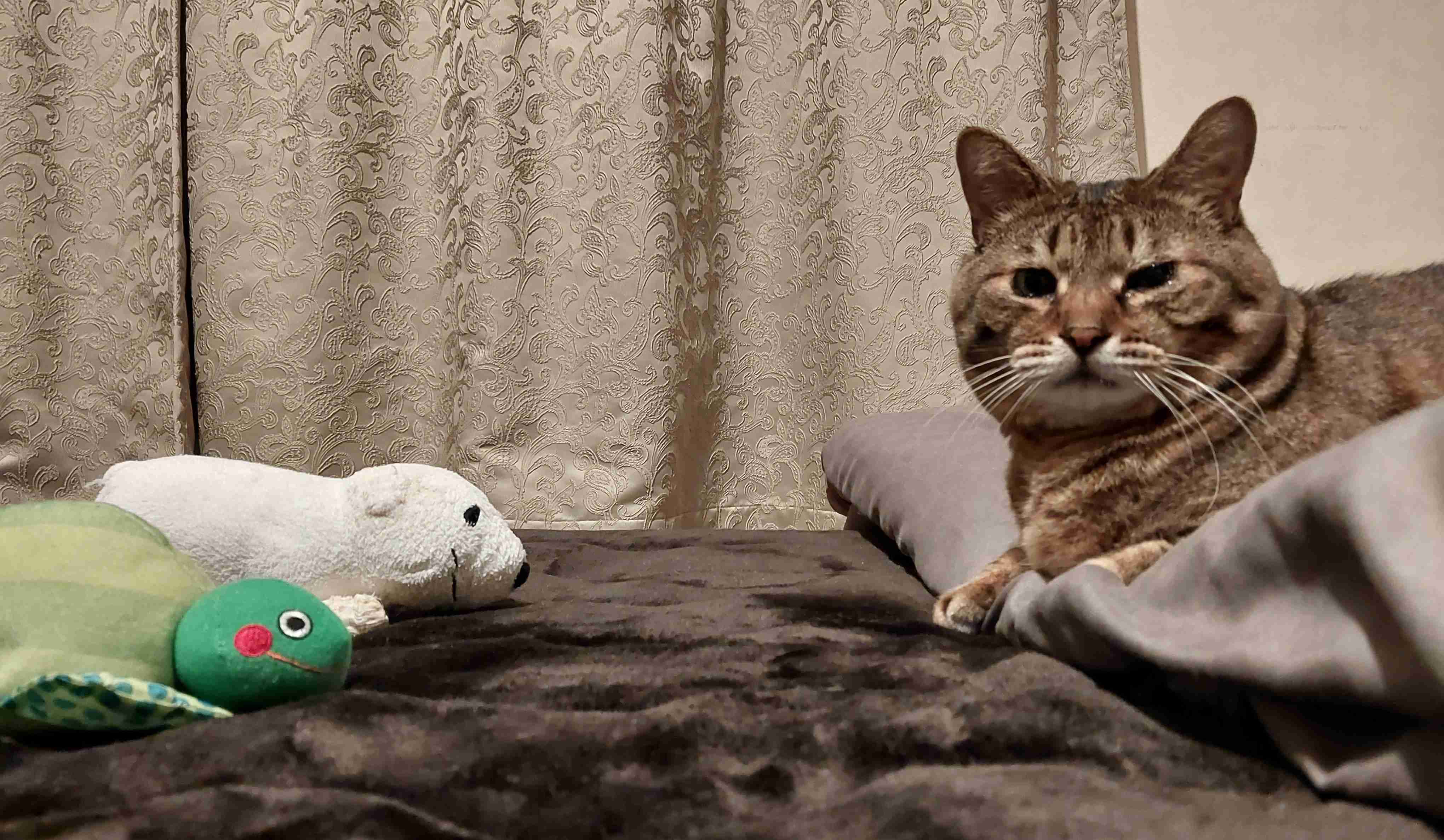 がるちゃん猫カフェ92号店開店しました♫(初めての方も大歓迎♫)