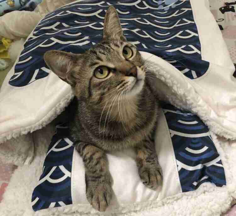 がるちゃん猫カフェ92号店開店しました♫(初めての方も大歓迎♫)