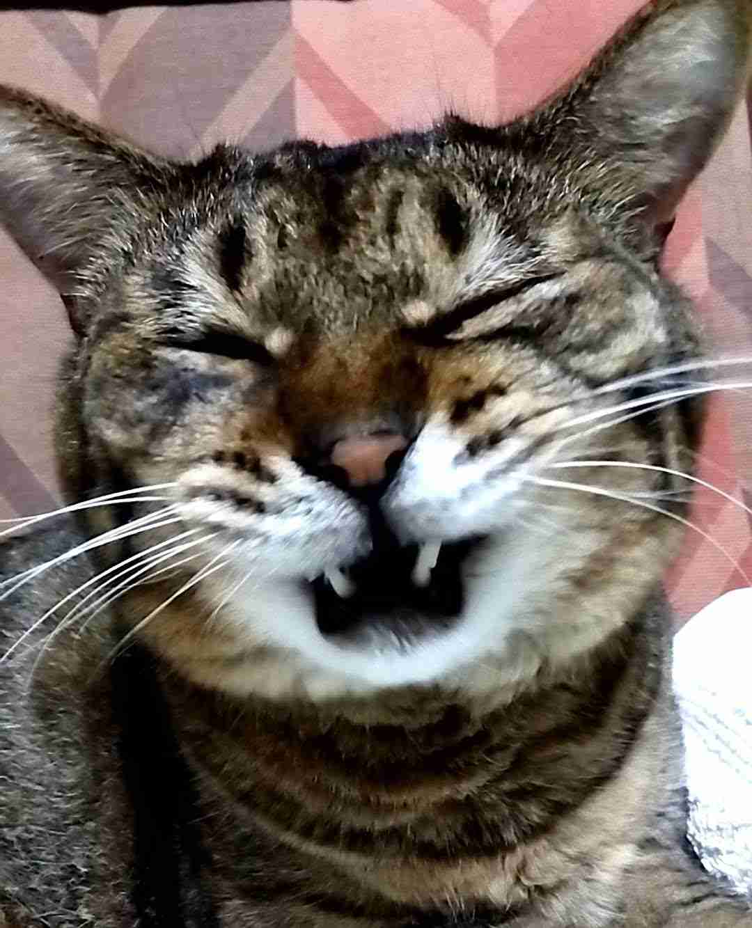 がるちゃん猫カフェ92号店開店しました♫(初めての方も大歓迎♫)