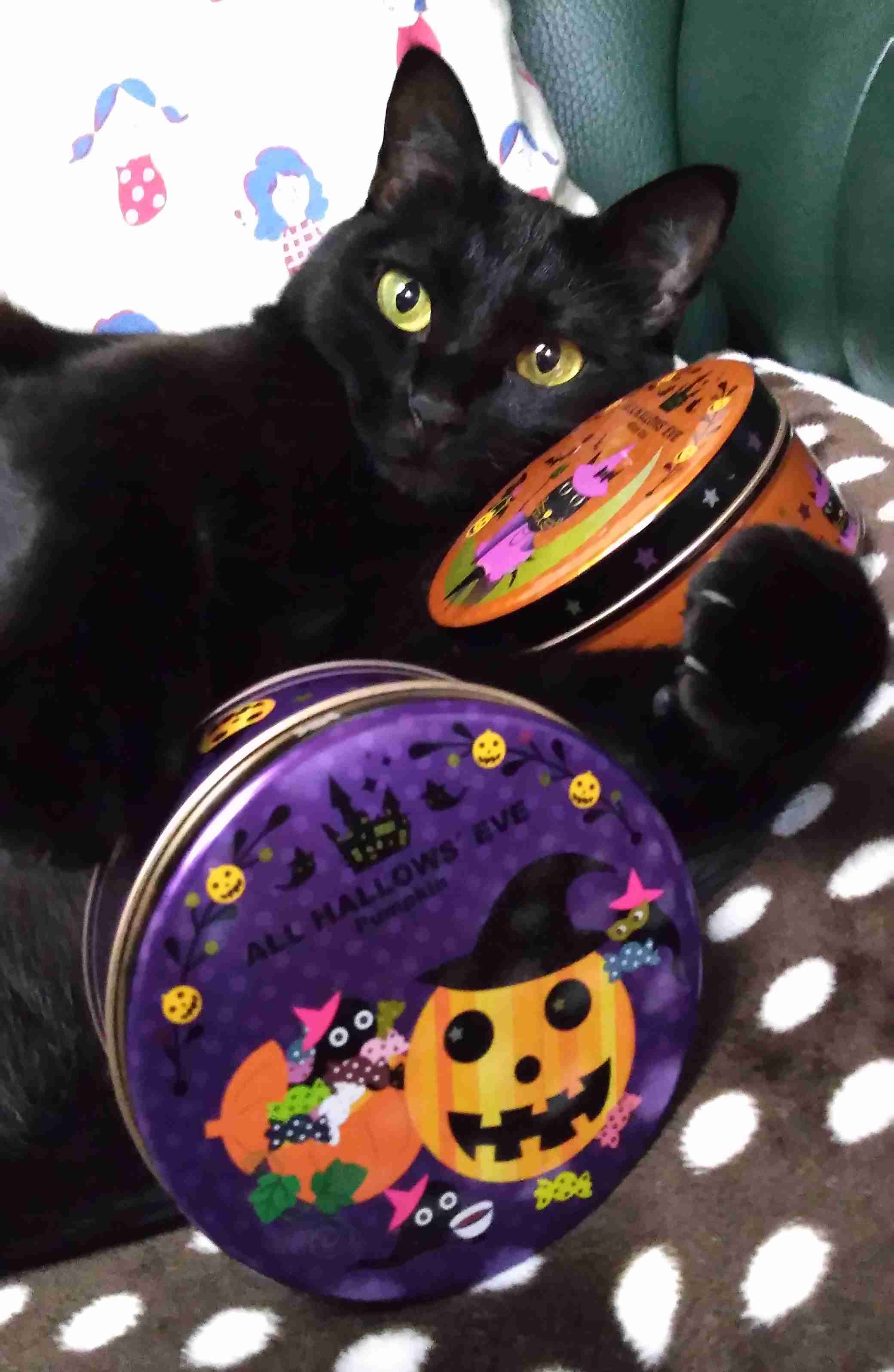 がるちゃん猫カフェ92号店開店しました♫(初めての方も大歓迎♫）