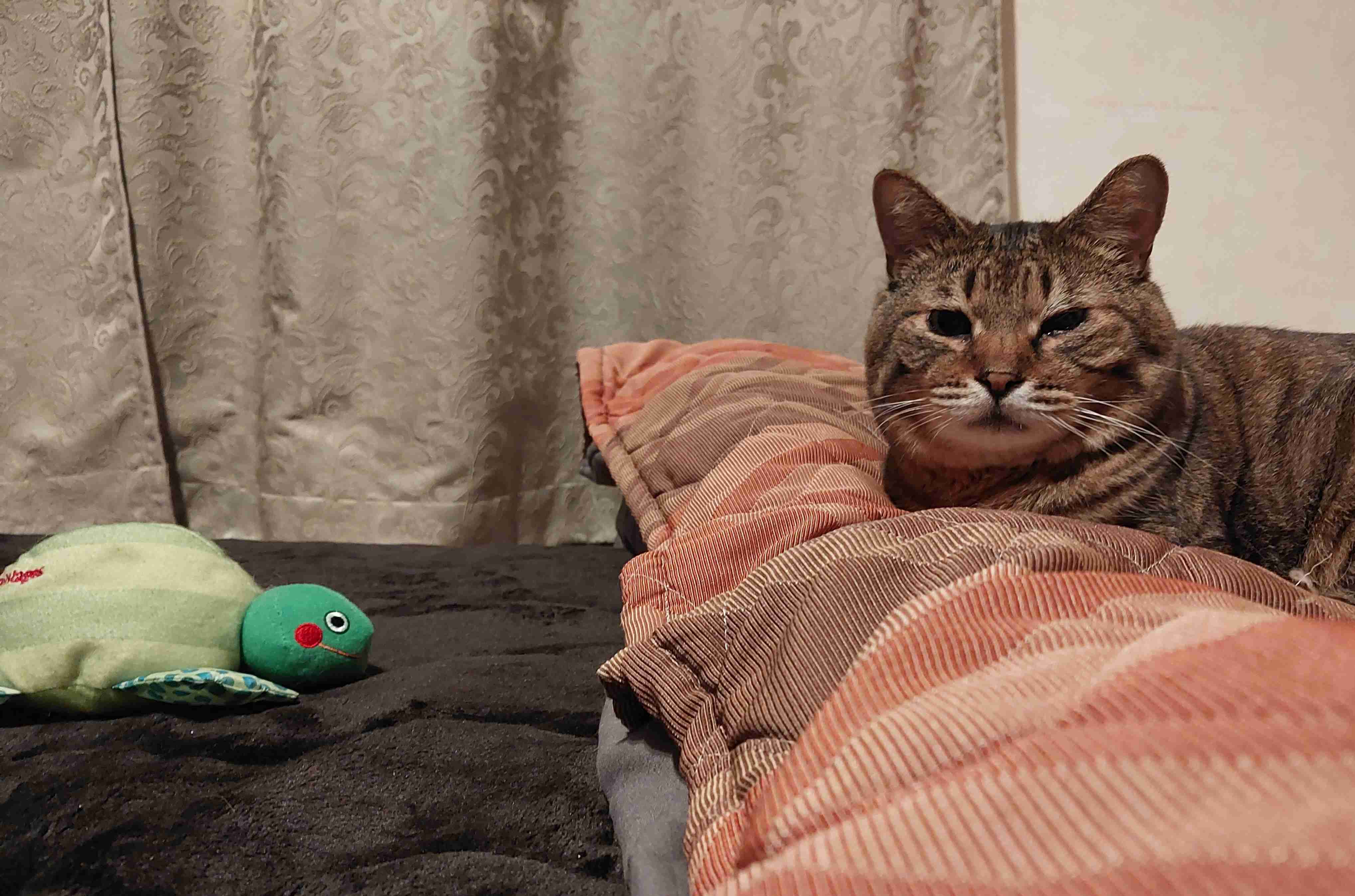 がるちゃん猫カフェ92号店開店しました♫(初めての方も大歓迎♫)