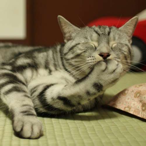 がるちゃん猫カフェ92号店開店しました♫(初めての方も大歓迎♫)