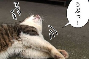 がるちゃん猫カフェ92号店開店しました♫(初めての方も大歓迎♫）