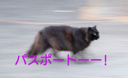 がるちゃん猫カフェ92号店開店しました♫(初めての方も大歓迎♫)