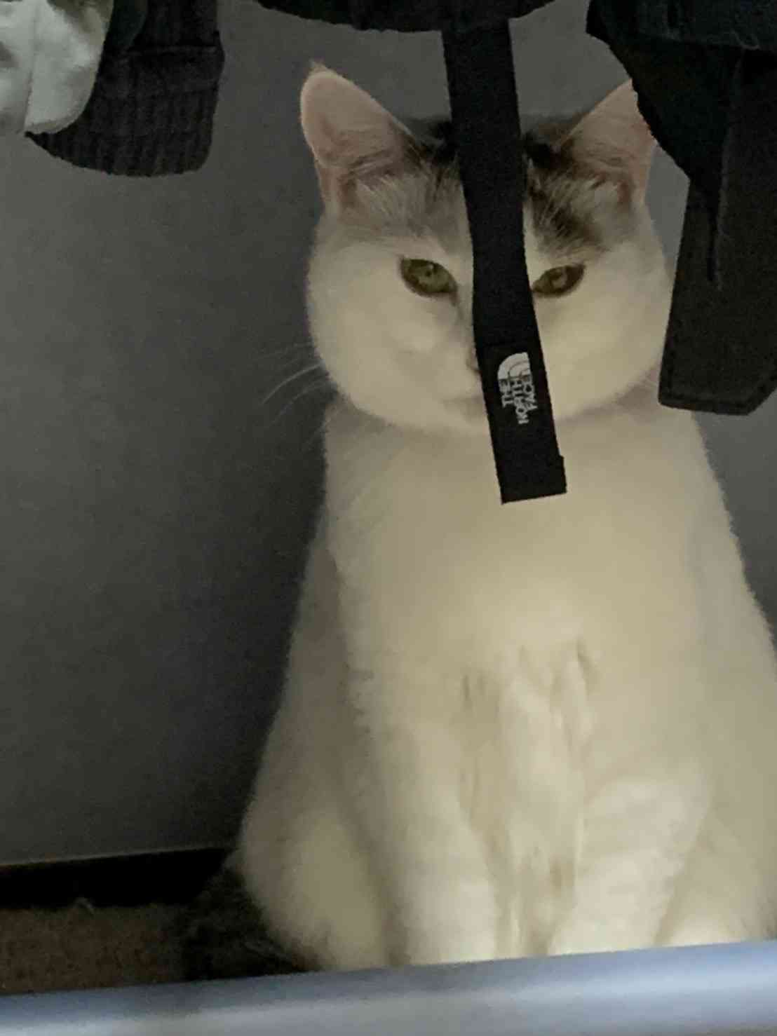 がるちゃん猫カフェ92号店開店しました♫(初めての方も大歓迎♫）