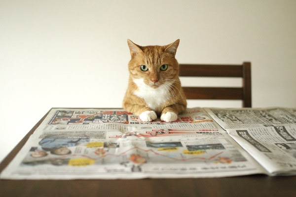 がるちゃん猫カフェ92号店開店しました♫(初めての方も大歓迎♫)