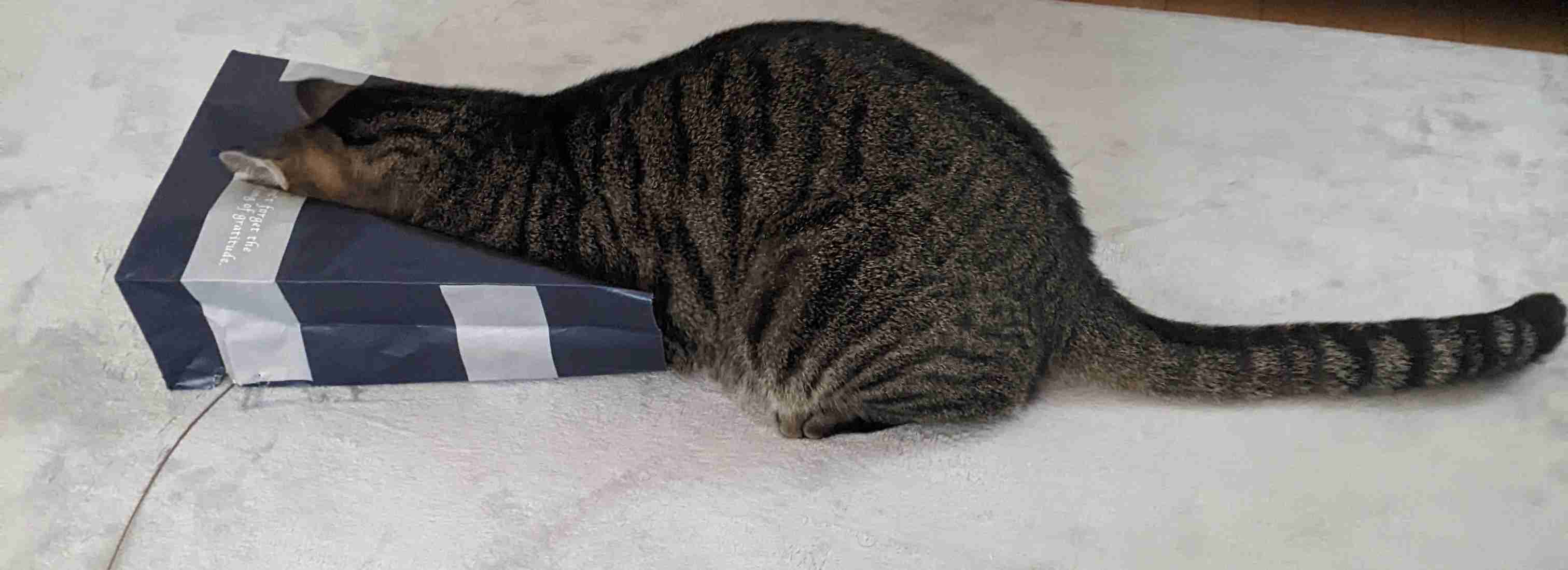 がるちゃん猫カフェ92号店開店しました♫(初めての方も大歓迎♫)