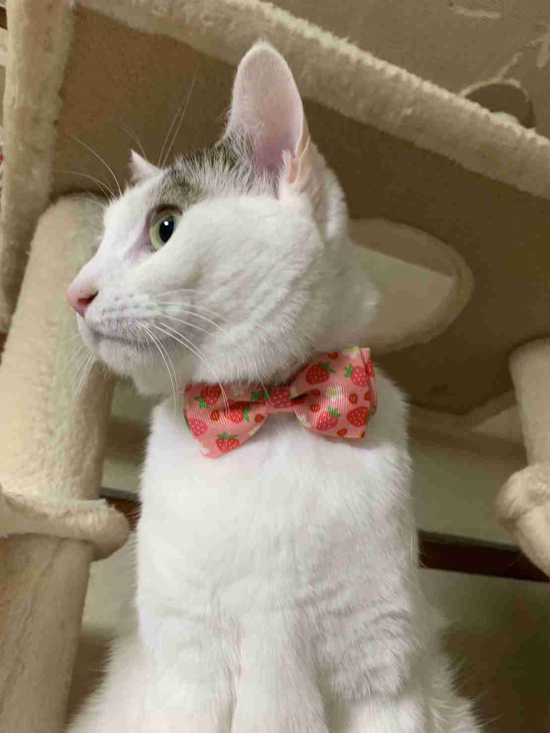 がるちゃん猫カフェ92号店開店しました♫(初めての方も大歓迎♫)