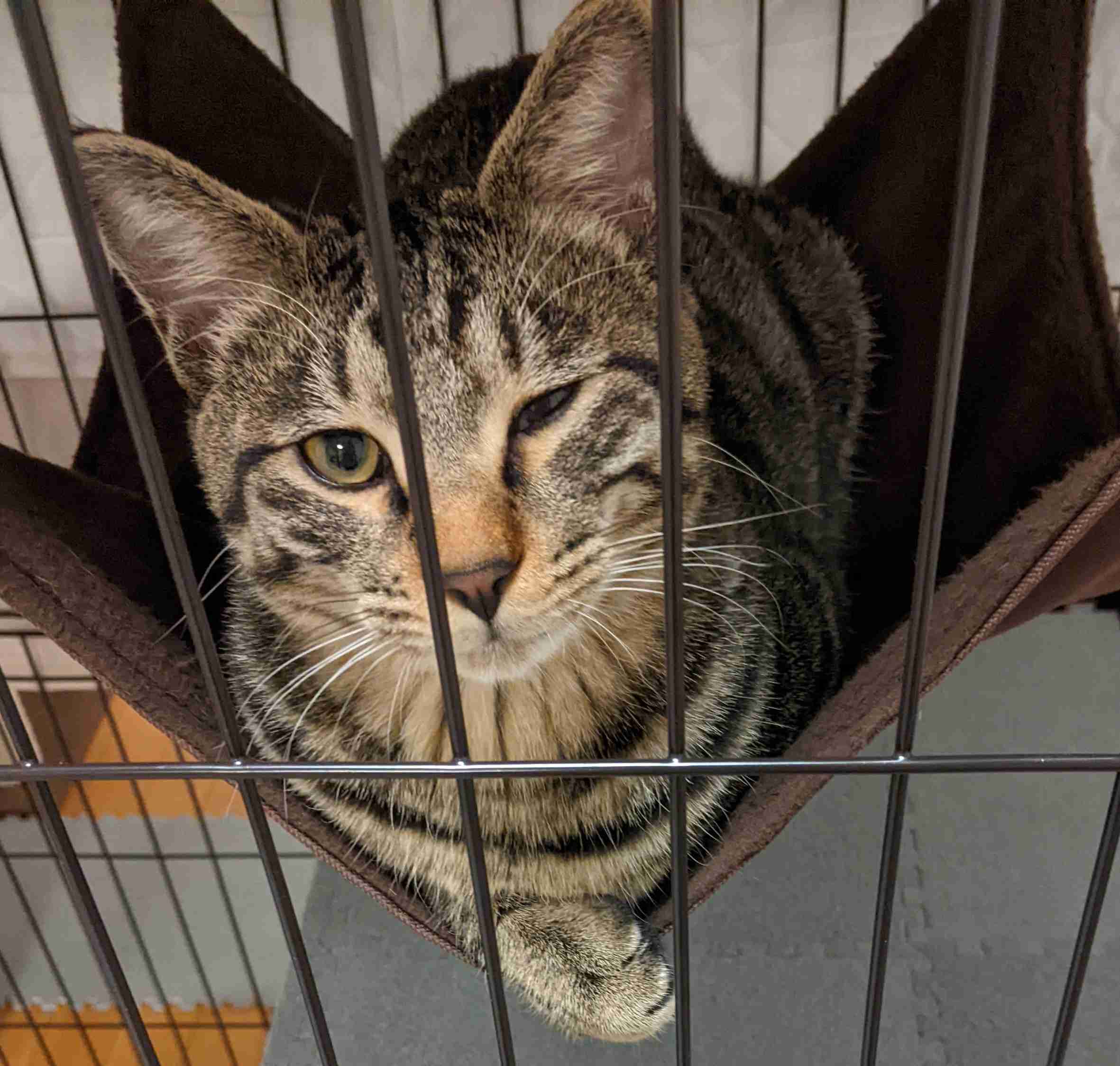 がるちゃん猫カフェ92号店開店しました♫(初めての方も大歓迎♫)