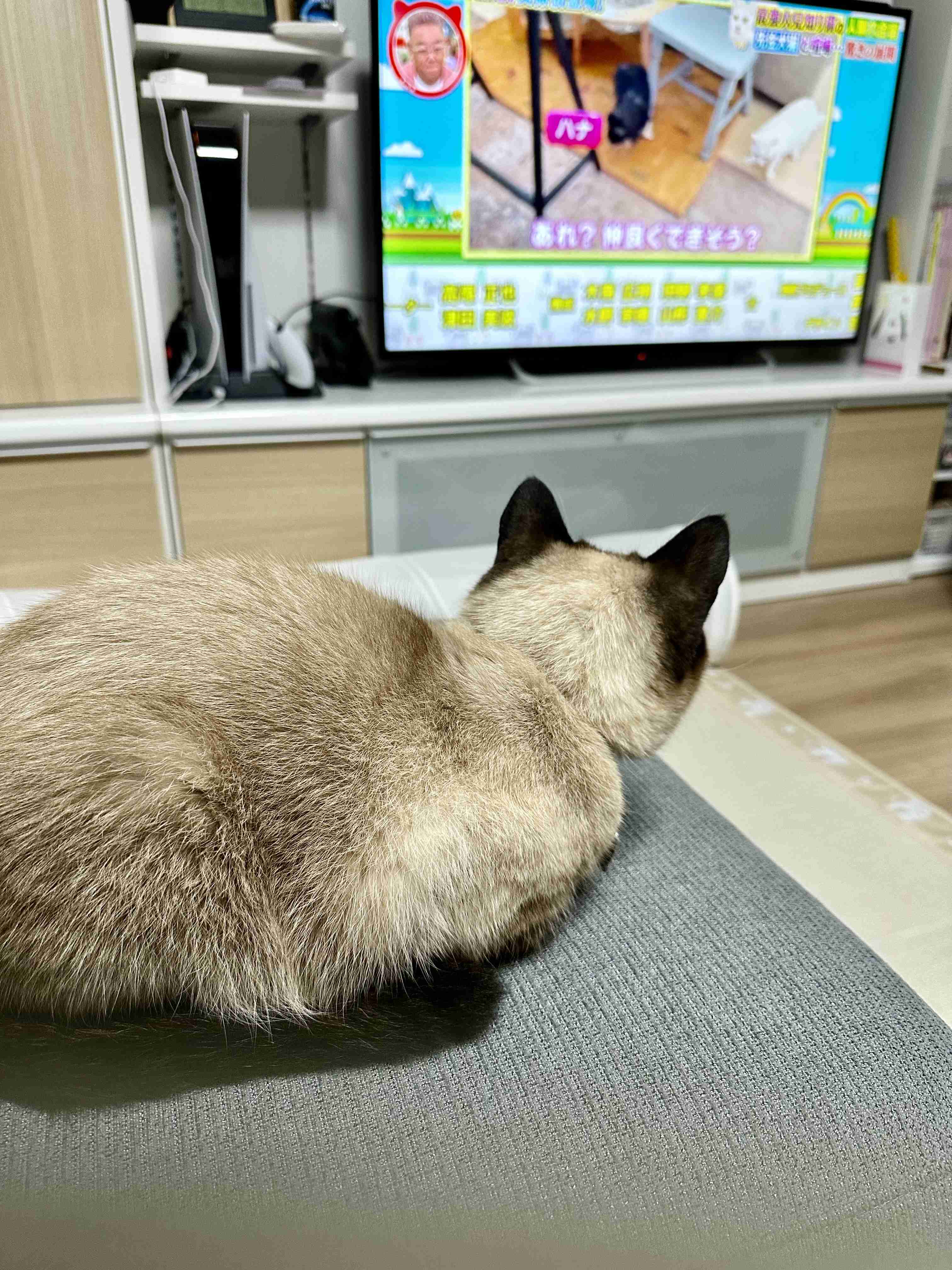 がるちゃん猫カフェ92号店開店しました♫(初めての方も大歓迎♫)