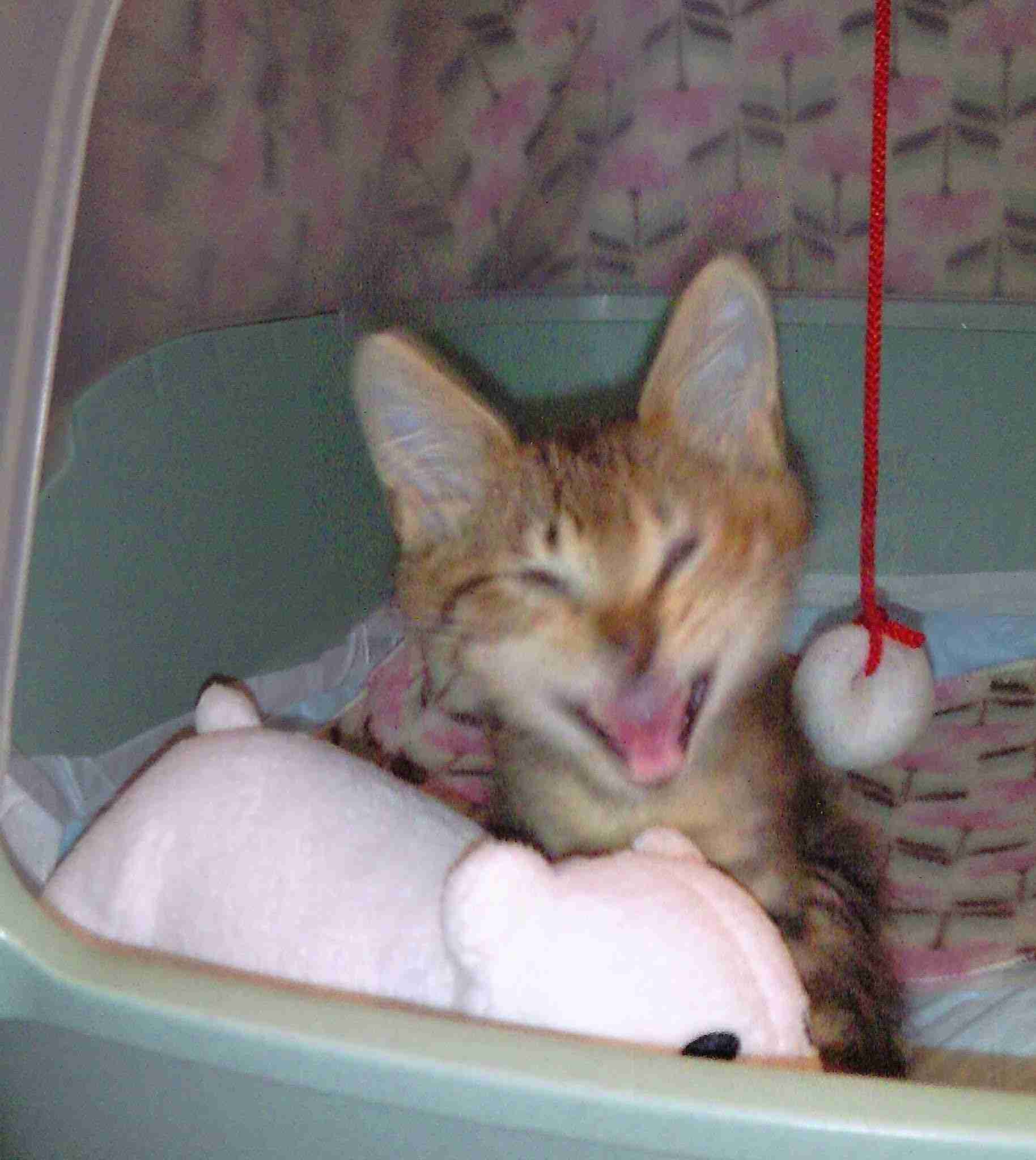 がるちゃん猫カフェ92号店開店しました♫(初めての方も大歓迎♫）