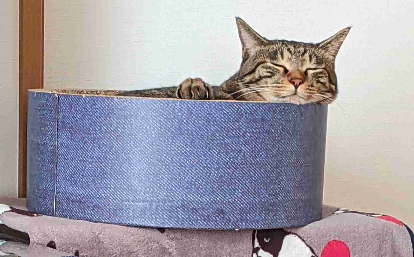 がるちゃん猫カフェ92号店開店しました♫(初めての方も大歓迎♫)