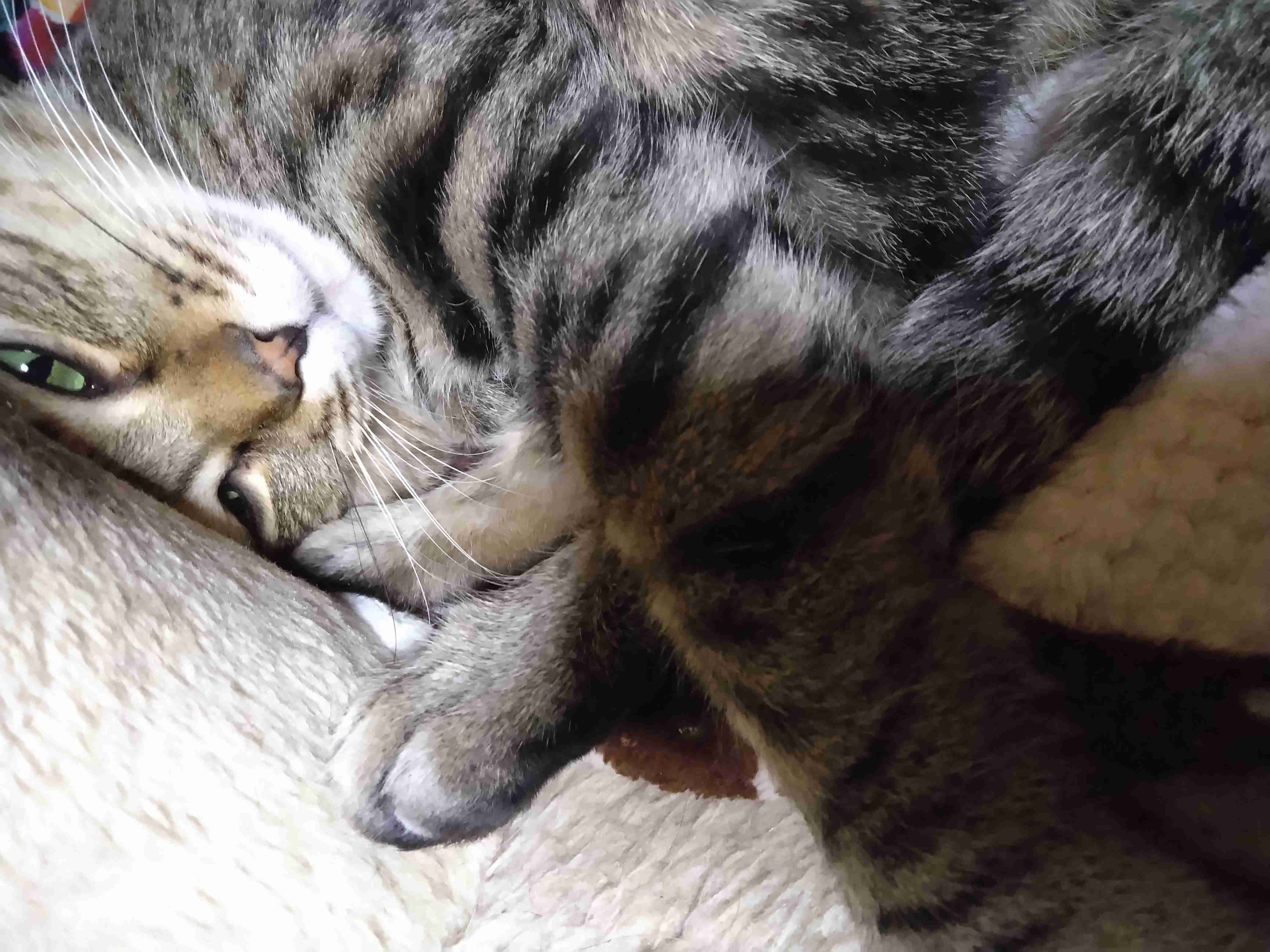 がるちゃん猫カフェ92号店開店しました♫(初めての方も大歓迎♫）