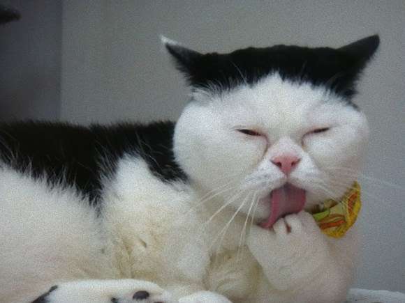 がるちゃん猫カフェ92号店開店しました♫(初めての方も大歓迎♫）